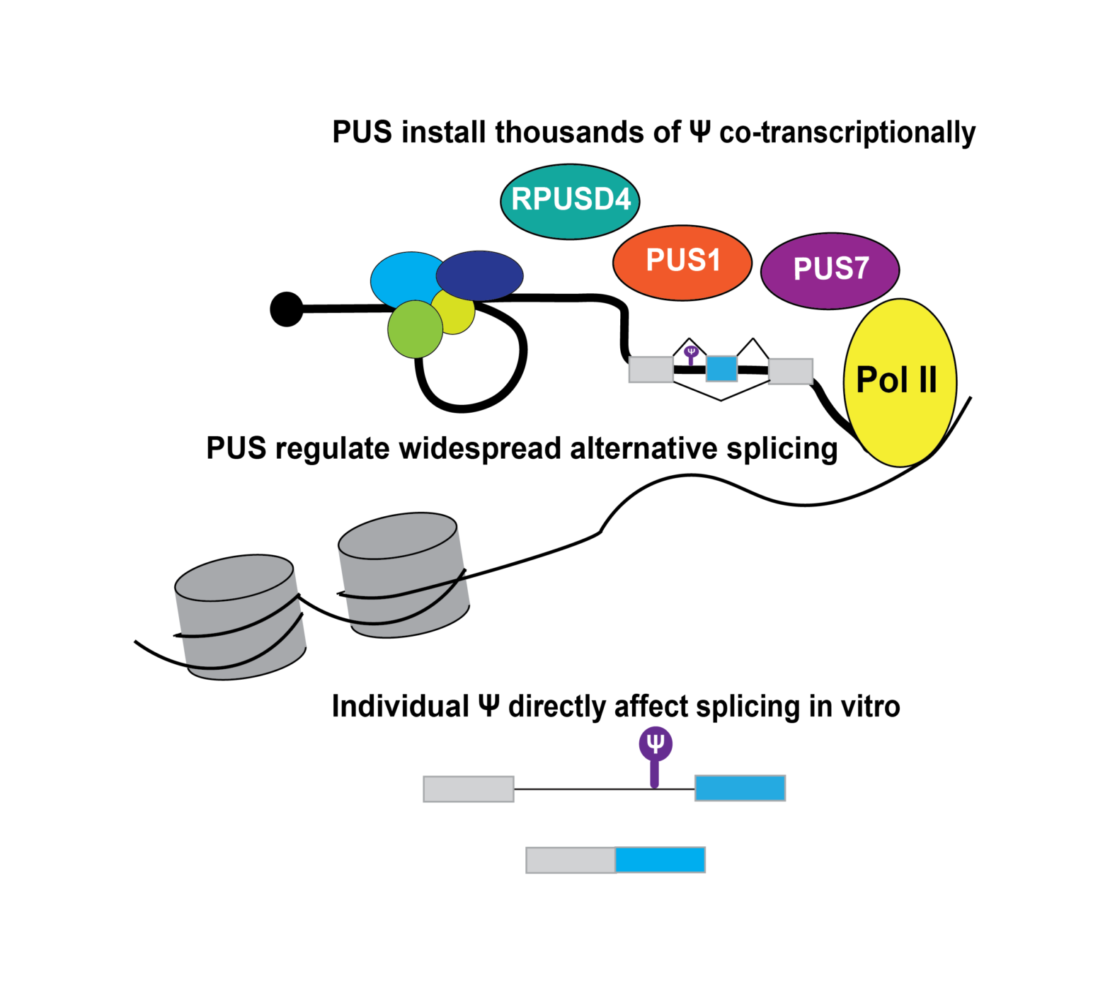 Pus3 Mutation Martinez Lab » Research